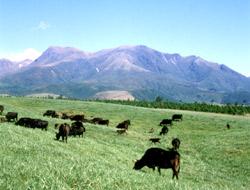 広大な草原で放牧されている豊後牛とその向こうに連なる山々の写真